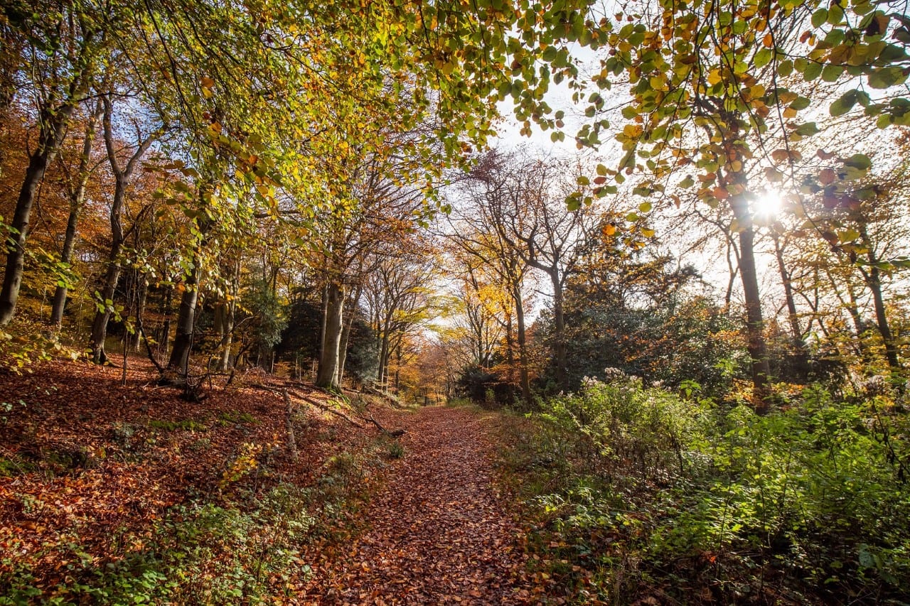 To plant thousands of trees across the South Downs National Park